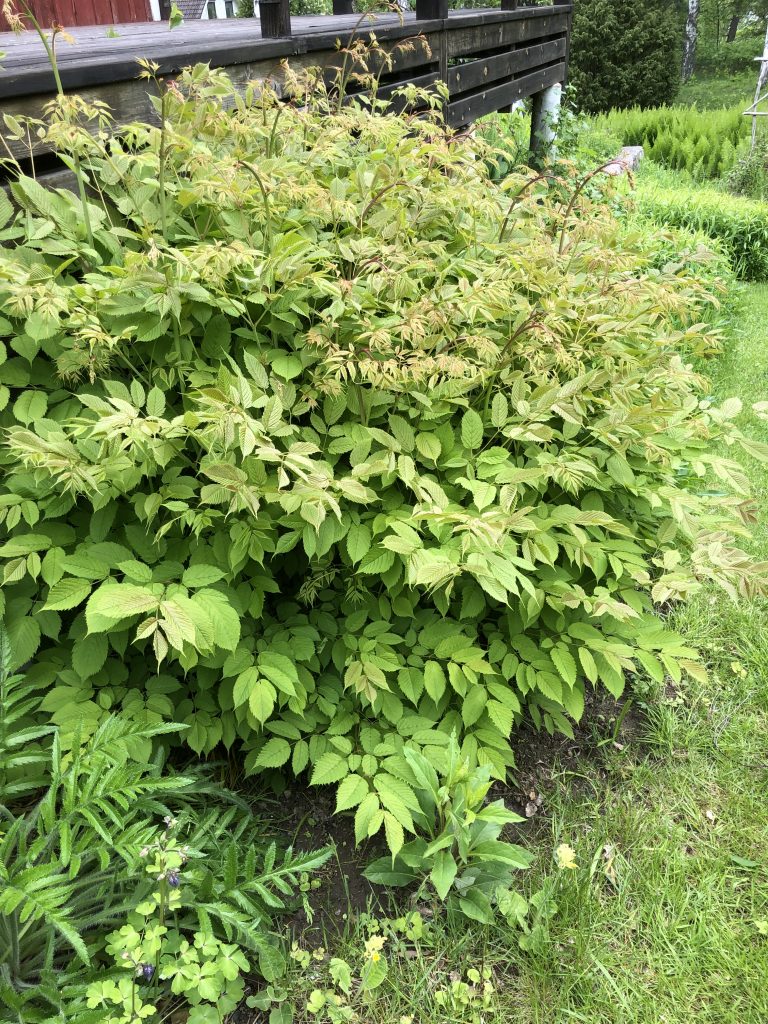 Plymspirea 1 juni