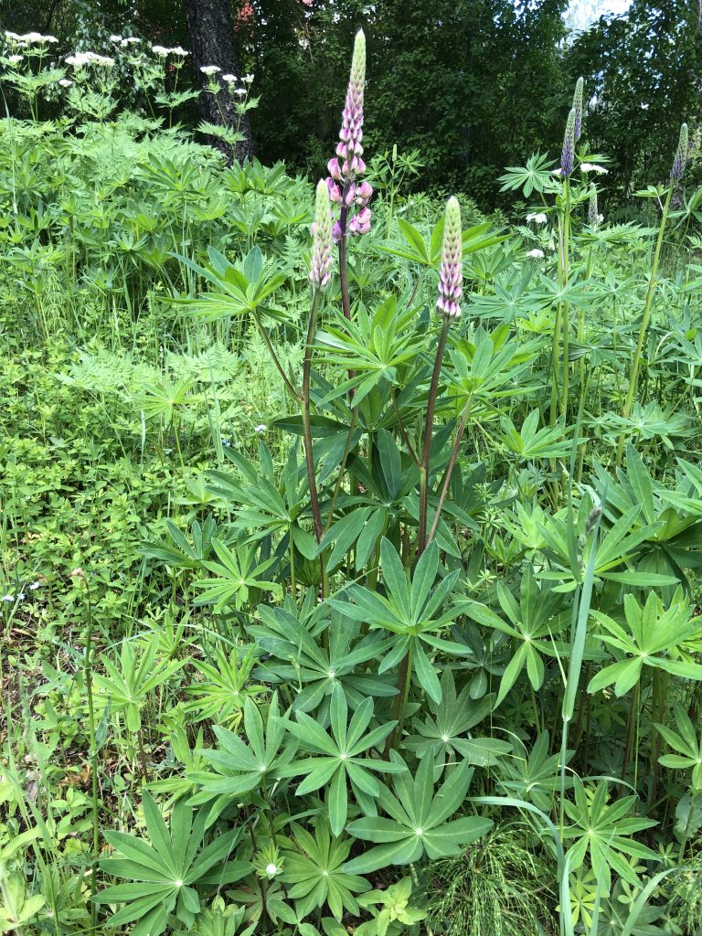 Lupin 2 juni 2019